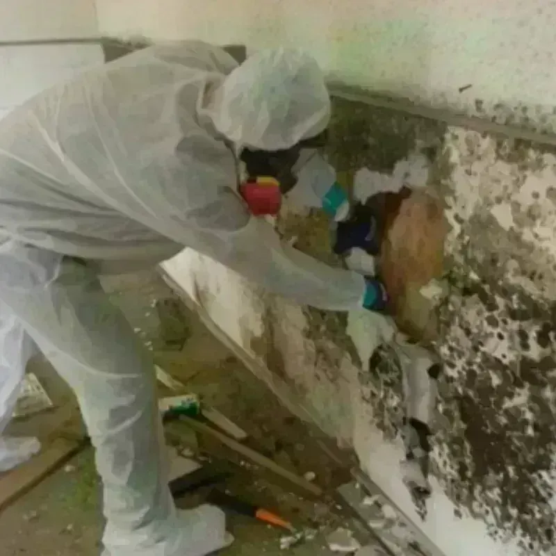 Mold Remediation and Removal in Summit Hill, PA